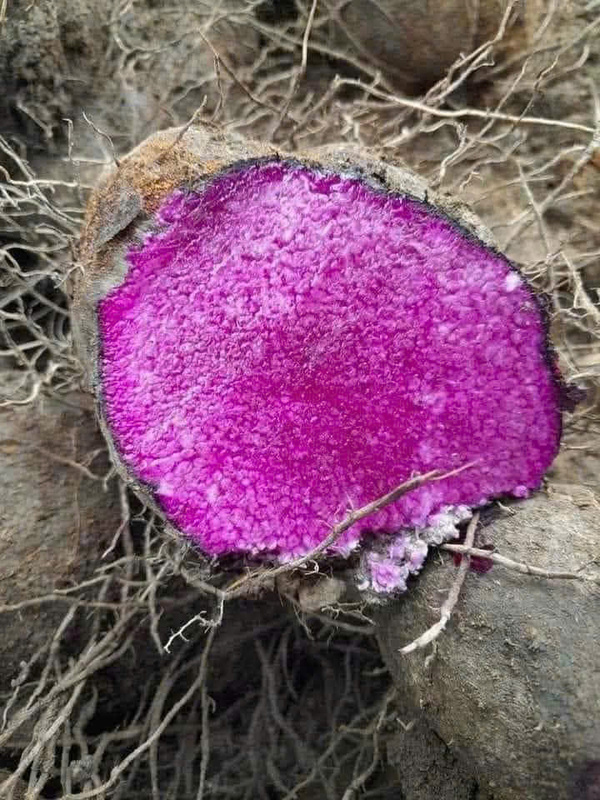 Khoai mỡ