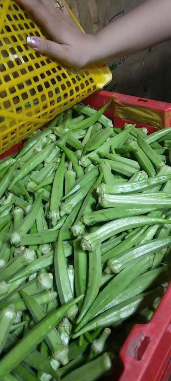 Đậu bắp