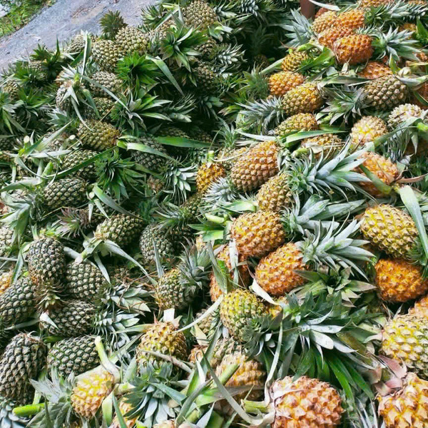Quả dứa