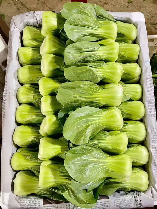 Rau cải chíp
