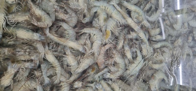 Tôm tươi đông lạnh