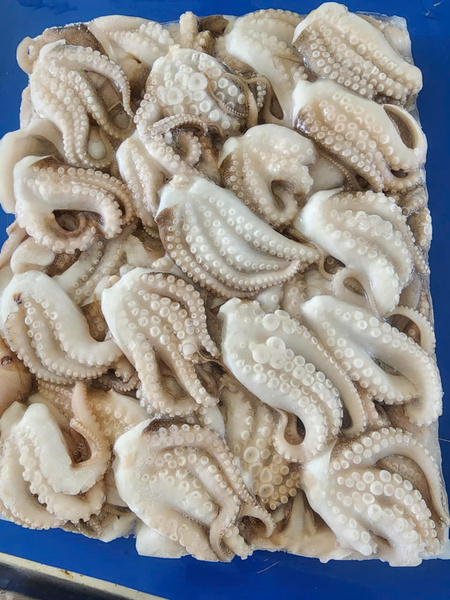 Bạch tuộc