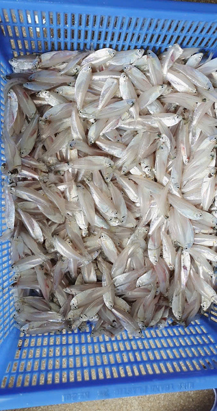Cá biển