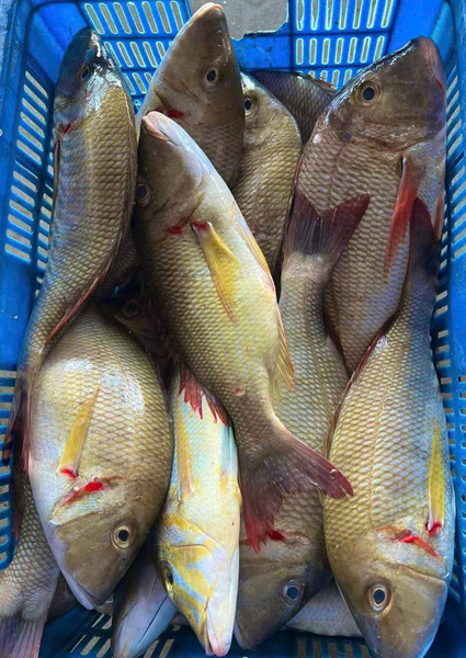 Cá chép biển