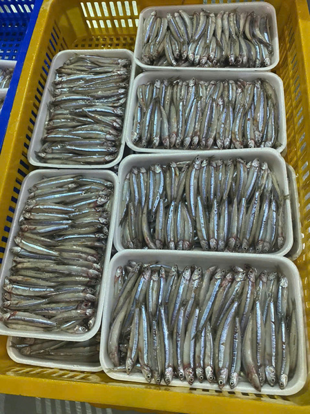 Cá cơm biển