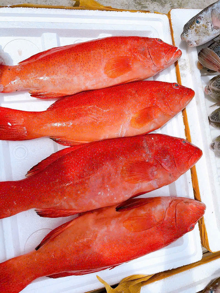 Cá mú đỏ