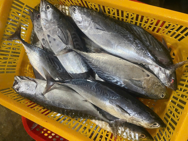 Cá ngừ sọc dưa