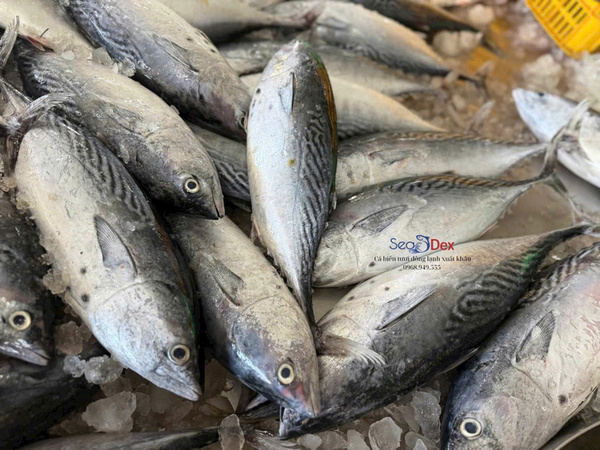 Cá ngừ sọc dưa