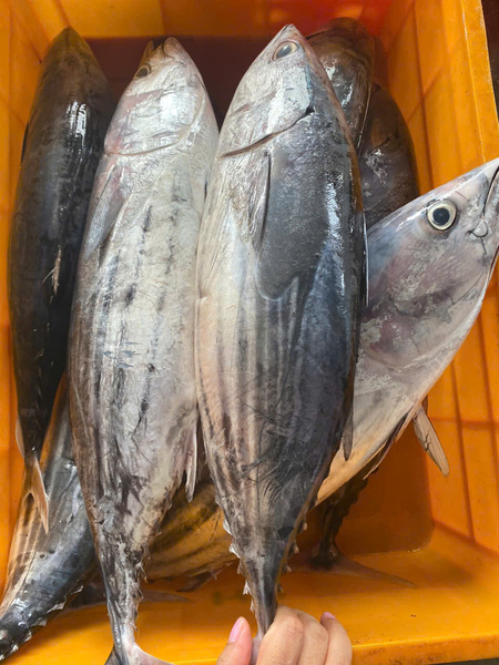 Cá ngừ vằn