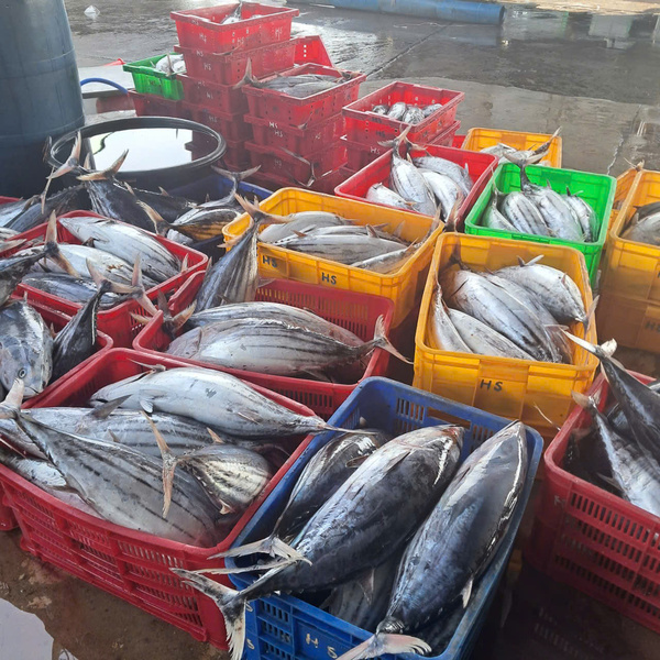 Cá ngừ vằn