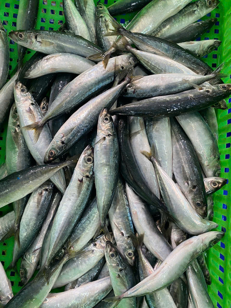 Cá nục suôn