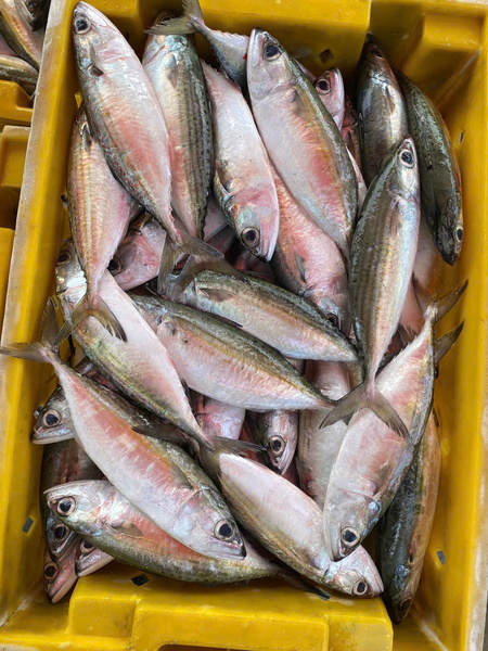 Cá nục
