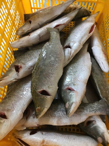 Cá vược
