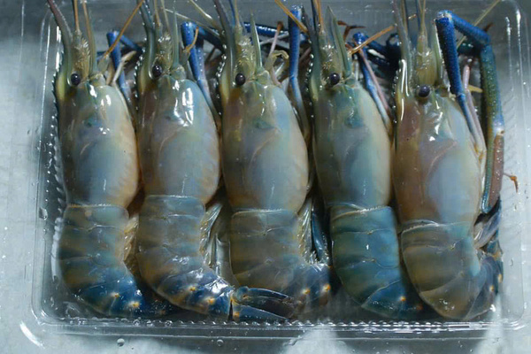 Tôm hùm đất