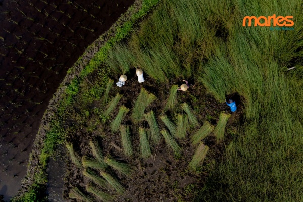 Thu hoạch cỏ bàng - Công Ty TNHH Maries