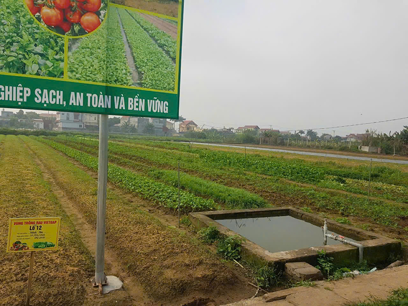 Vùng sản xuất rau cỏ
