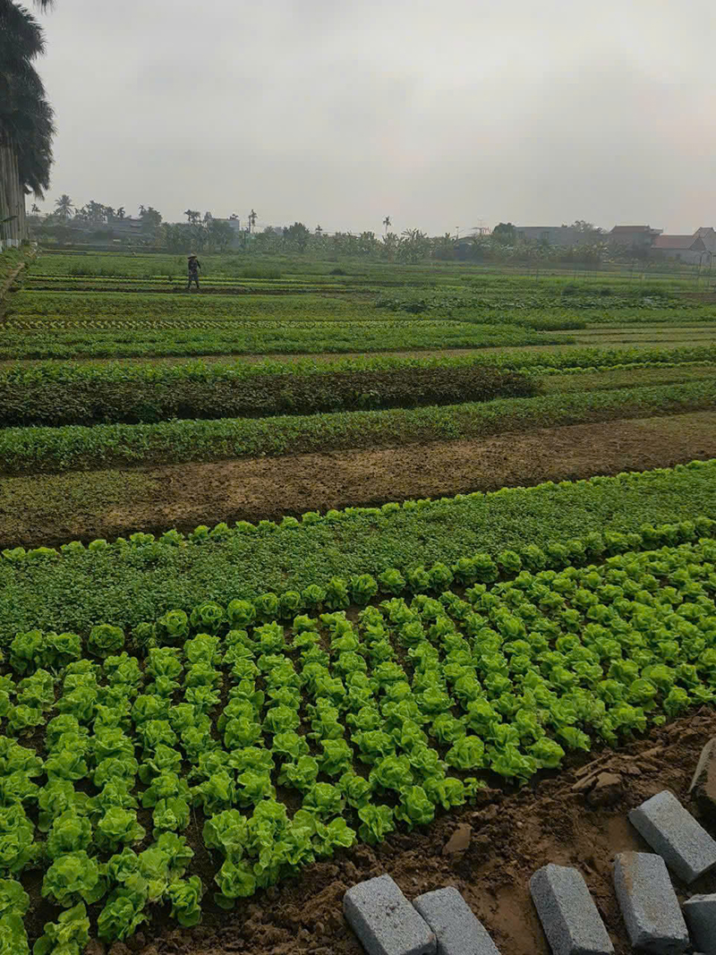 Vùng sản xuất rau cỏ