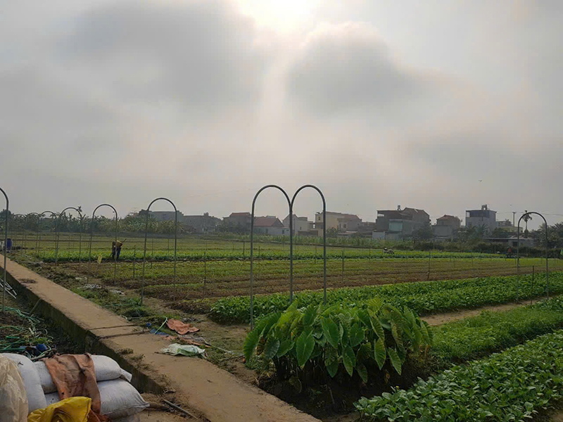 Vùng sản xuất rau cỏ