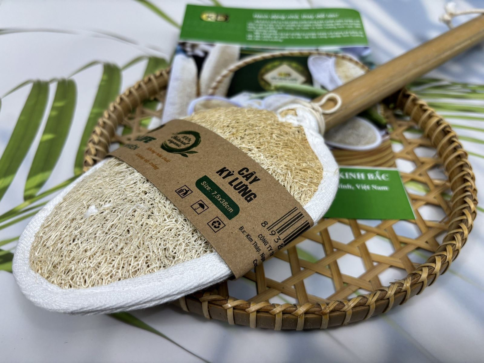 Cây Kỳ Lưng Xơ Mướp - Công Ty TNHH Thương Mại Dịch Vụ ánh Dương Kinh Bắc