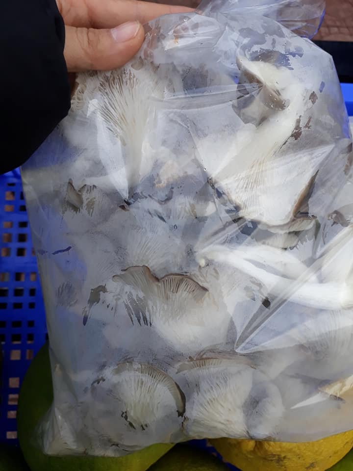 Nấm Bào Ngư tím