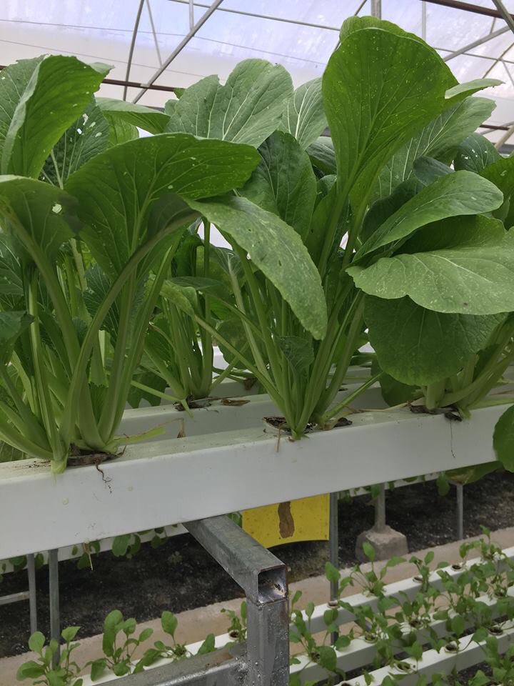 Rau cải ngọt