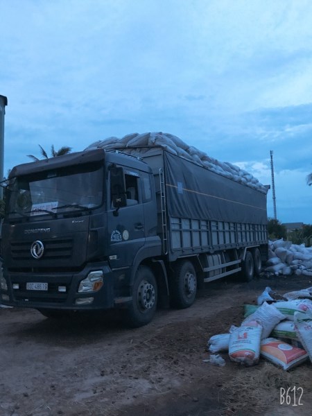 Tro trấu
