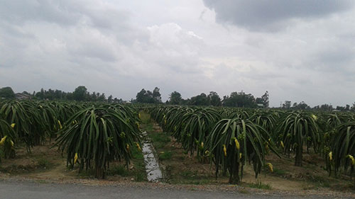 Tro trấu bón cây