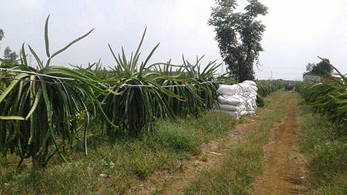 Tro trấu cho nhà vườn