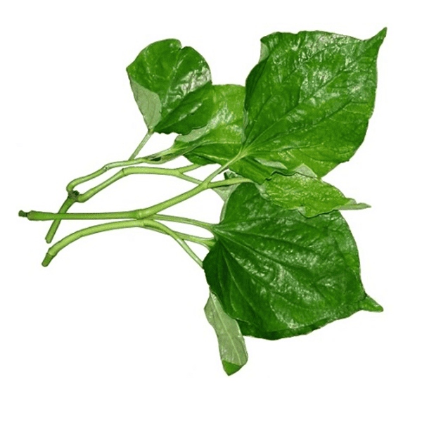 Lá lốt