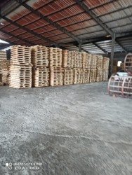 Gỗ tràm bông vàng