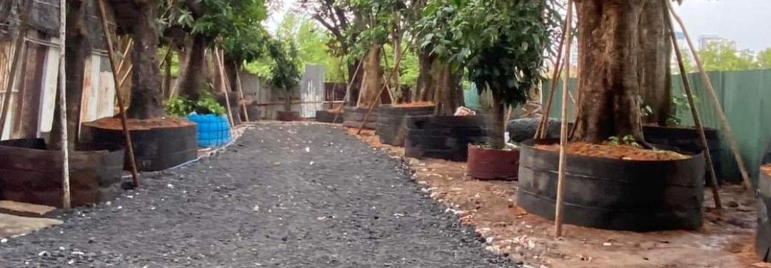 Nhám bầu cây công trình