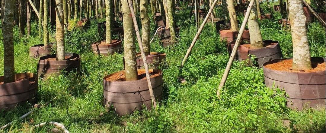 Nhám bầu cây công trình