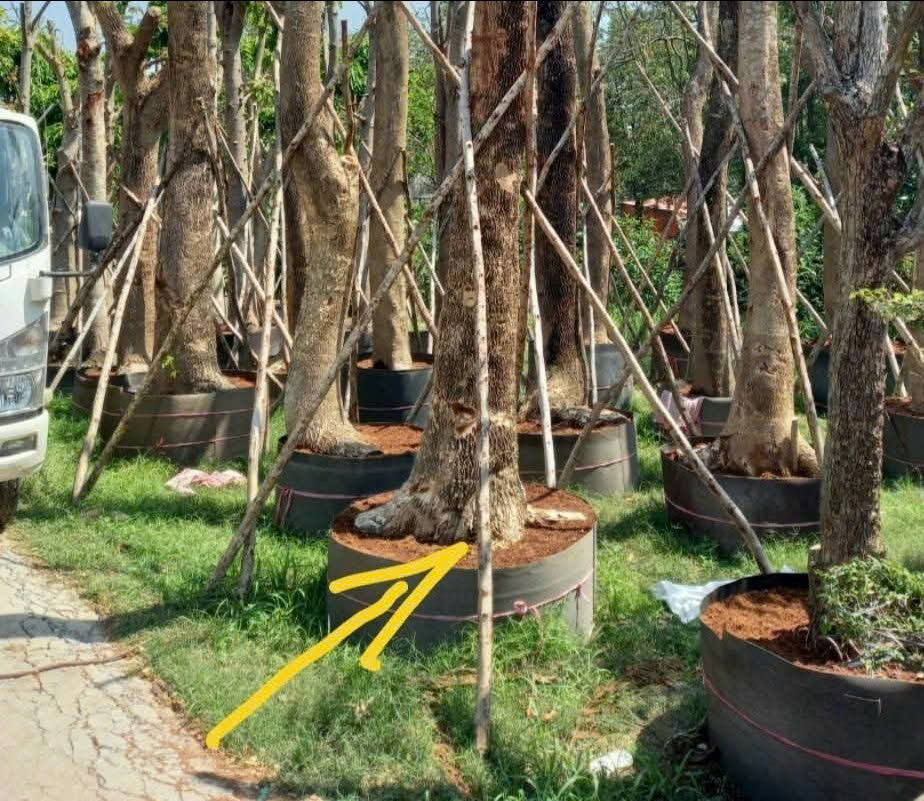 Nhám bầu cây công trình