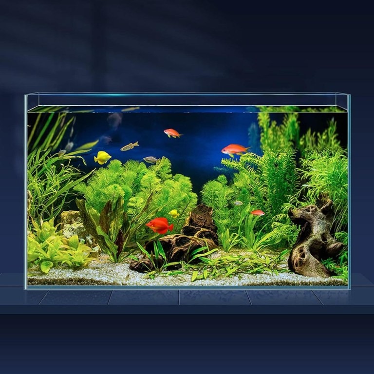 Bể cá thủy tinh 10 Gallon không viền - Gia Công MiCa Dòng Chảy Việt Nam - Công Ty TNHH Dòng Chảy Việt Nam