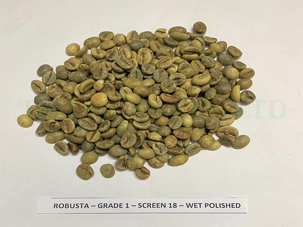 Hạt cà phê xanh Robusta đánh bóng ướt - Nông Sản Gia Vị TH - Công Ty TNHH Xuất Nhập Khẩu Gia Vị TH