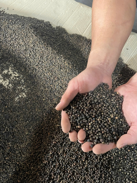 Hạt tiêu đen - Nông Sản Gia Vị TH - Công Ty TNHH Xuất Nhập Khẩu Gia Vị TH