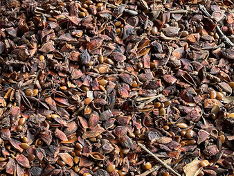 Hồi xuân - Nông Sản Gia Vị TH - Công Ty TNHH Xuất Nhập Khẩu Gia Vị TH