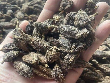 Thảo quả - Nông Sản Gia Vị TH - Công Ty TNHH Xuất Nhập Khẩu Gia Vị TH