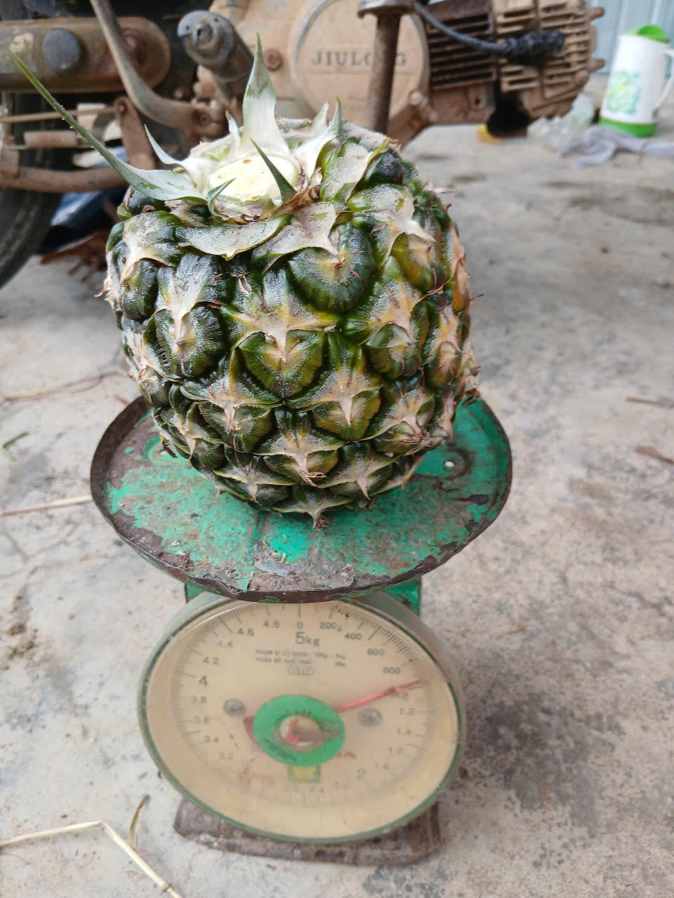 Dứa
