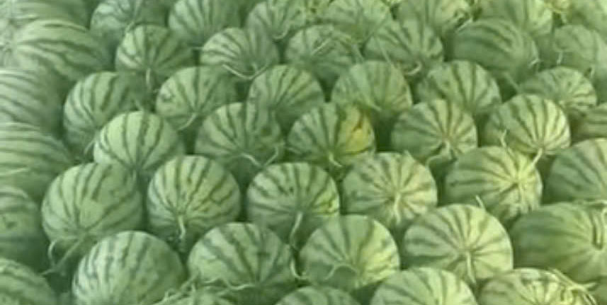 Dưa hấu