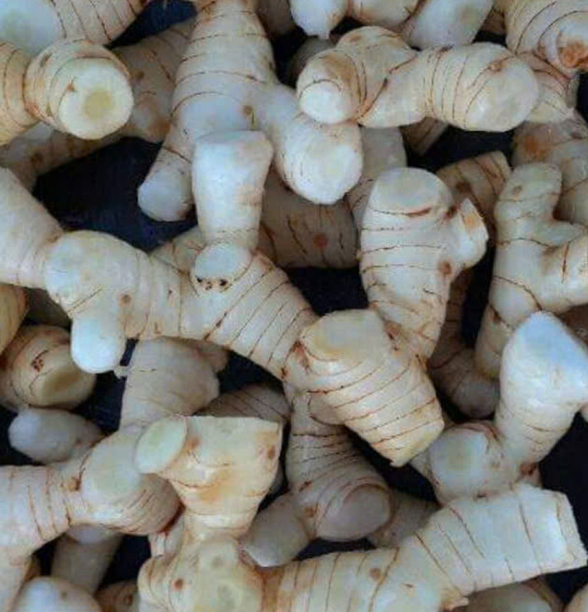 Gừng