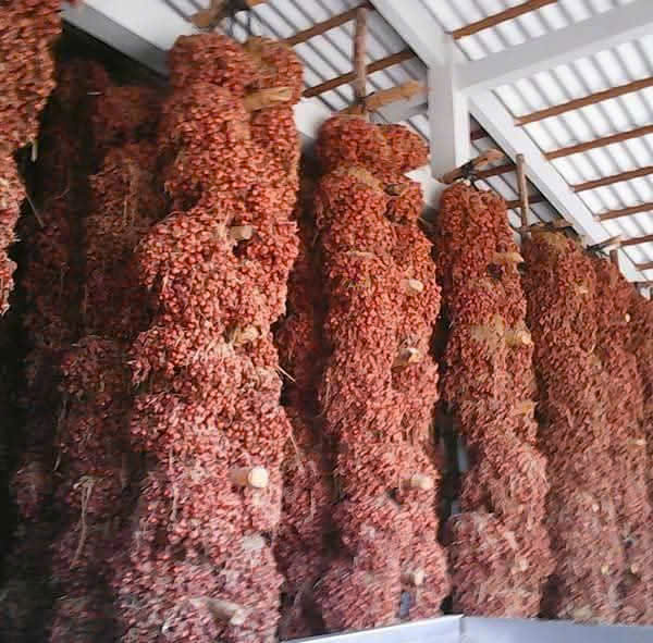 Hành khô