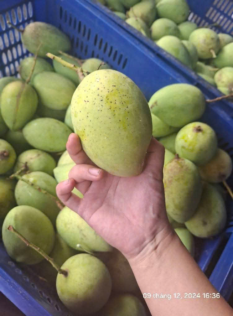 Xoài