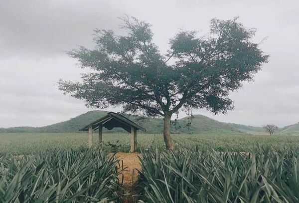 Cánh đồng dứa - Tràng An Royal - Hộ Kinh Doanh Phạm Phương Dung