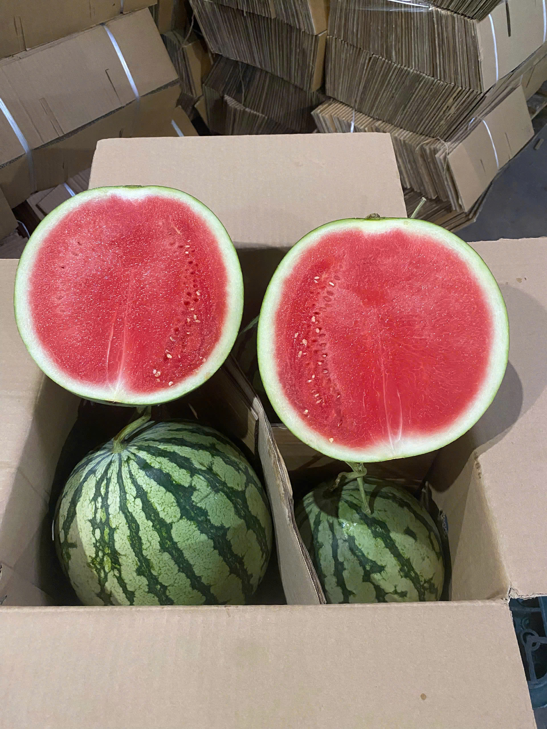 Dưa hấu - Công Ty TNHH Quốc Tế Sankayou