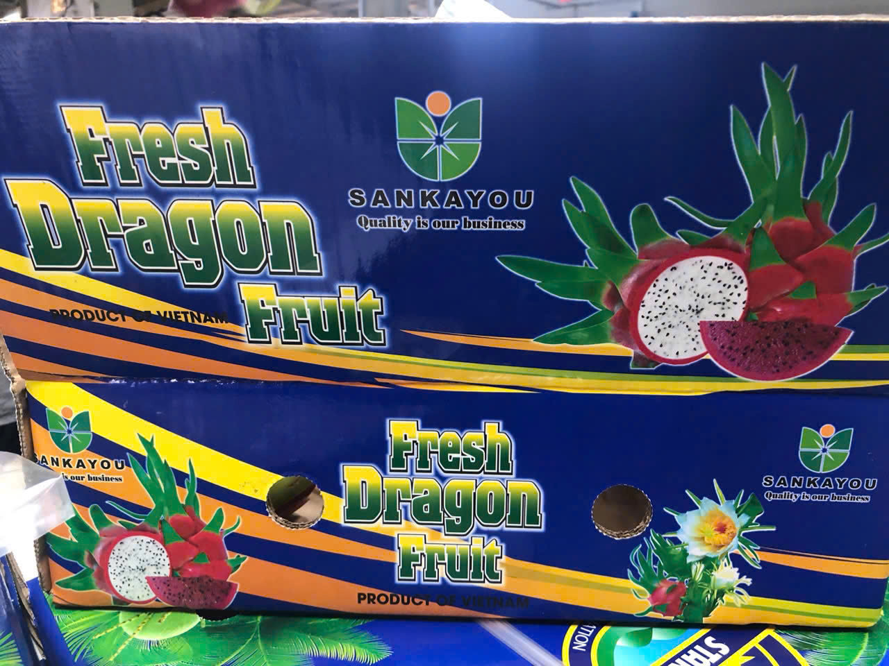 Thanh long ruột trắng - Công Ty TNHH Quốc Tế Sankayou