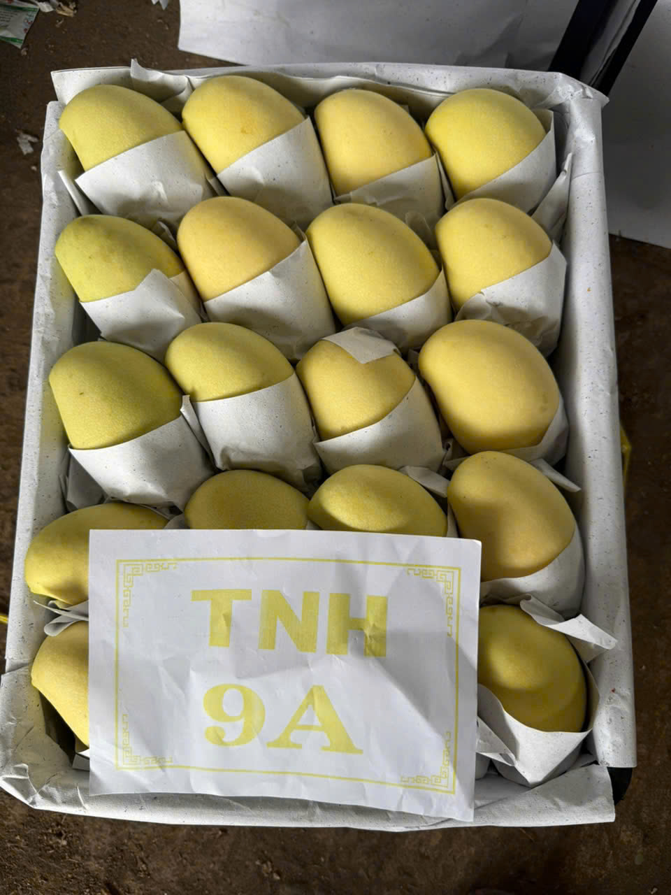 Xoài tươi - Công Ty TNHH Quốc Tế Sankayou