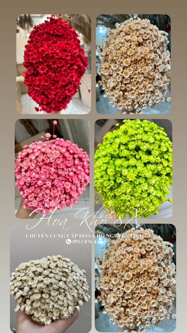 Glixia (tuyết nhiệt đới)