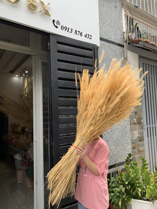 Cỏ đuôi chồn