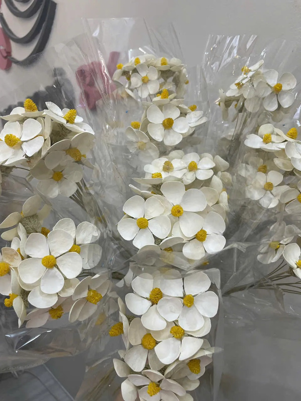 Cúc cánh bướm khô
